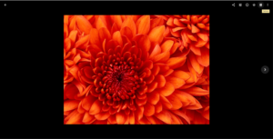 google-photos-manually-open-duplicates google photos manually open duplicates